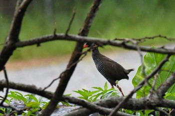 ヤンバルクイナ 国頭村(沖縄県) 2022年7月2日(土)