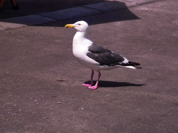 Slaty-backed Gull 函館 Sun, 7/21/2013