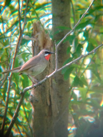 Siberian Rubythroat 茨戸川緑地 Sun, 7/3/2022