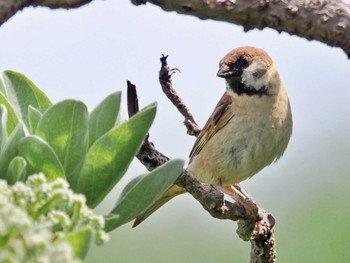 Eurasian Tree Sparrow Miyako Island Wed, 6/29/2022