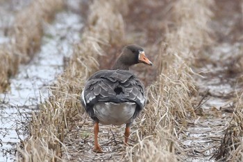 マガン 石川県 2018年1月9日(火)