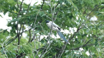 Azure-winged Magpie 東京都品川区 Sat, 7/2/2022