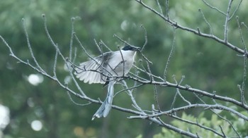 Azure-winged Magpie 東京都品川区 Sat, 7/2/2022