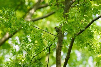 クロジ 世田谷区の公園 撮影日未設定