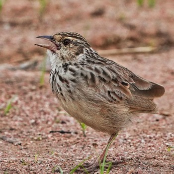 Indochinese Bush Lark Bang Phra Non-Hunting area Sat, 7/2/2022