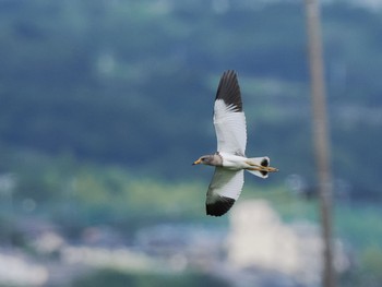 Sat, 7/2/2022 Birding report at 浮島ヶ原自然公園