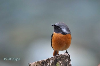 ジョウビタキ 神奈川県 2017年11月8日(水)