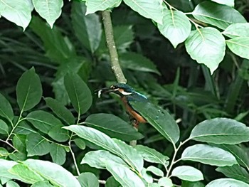 Common Kingfisher 神奈川県 Sun, 7/3/2022