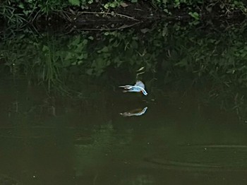 Common Kingfisher 神奈川県 Sun, 7/3/2022