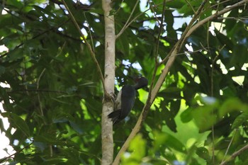 Ashy Woodpecker スラウェシ島 Fri, 8/4/2017