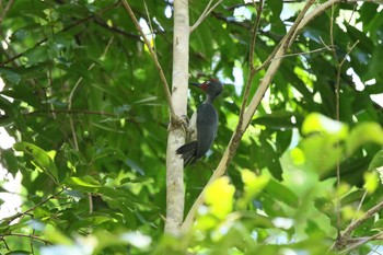 Ashy Woodpecker スラウェシ島 Fri, 8/4/2017