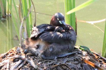 2022年7月2日(土) 金井遊水地(金井遊水池)の野鳥観察記録