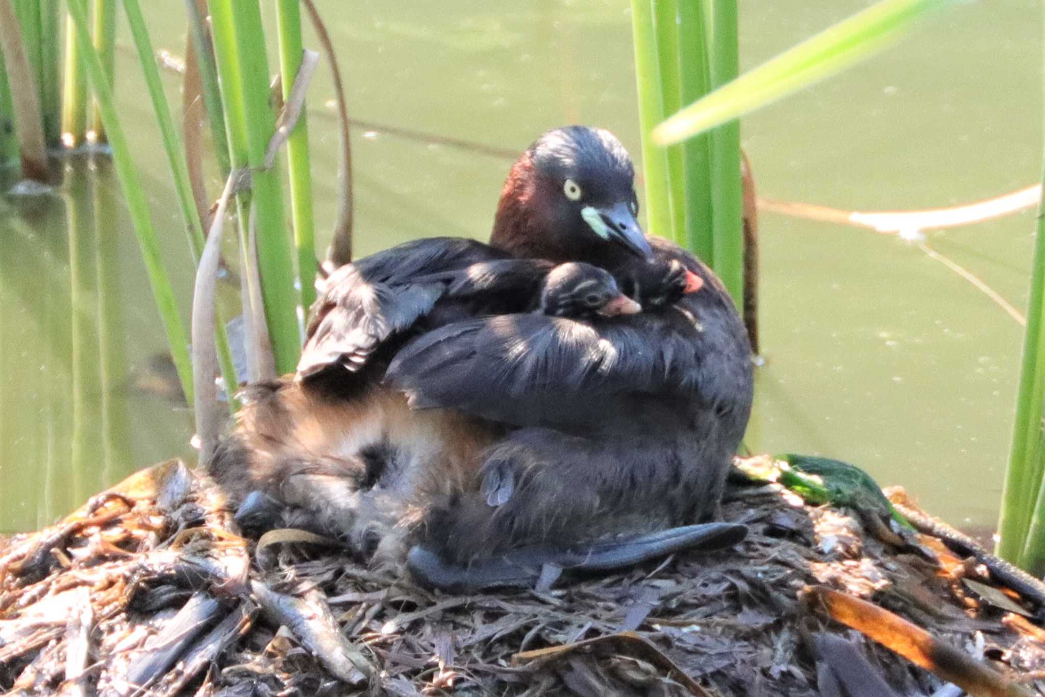 Little Grebe