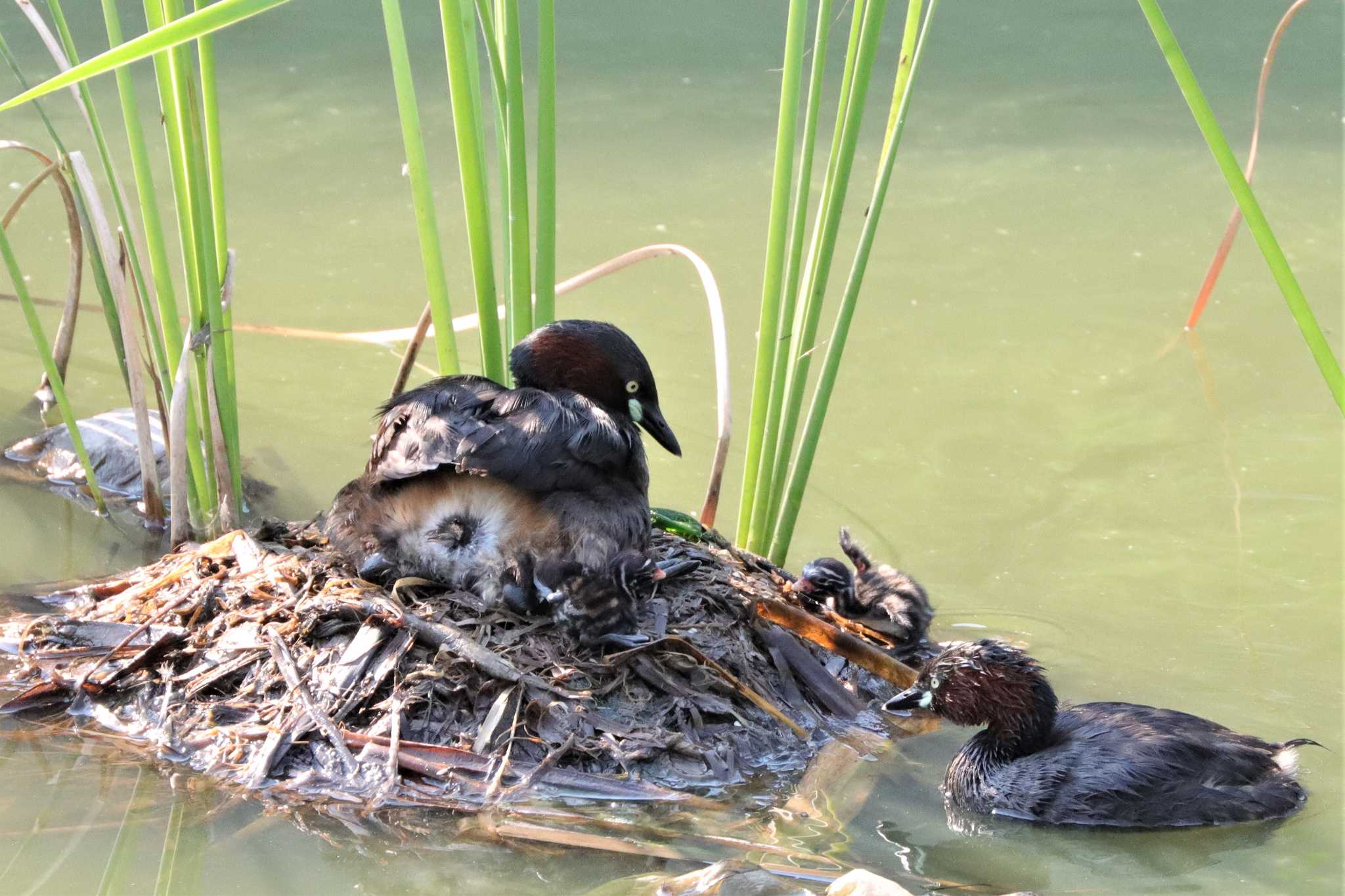 Little Grebe