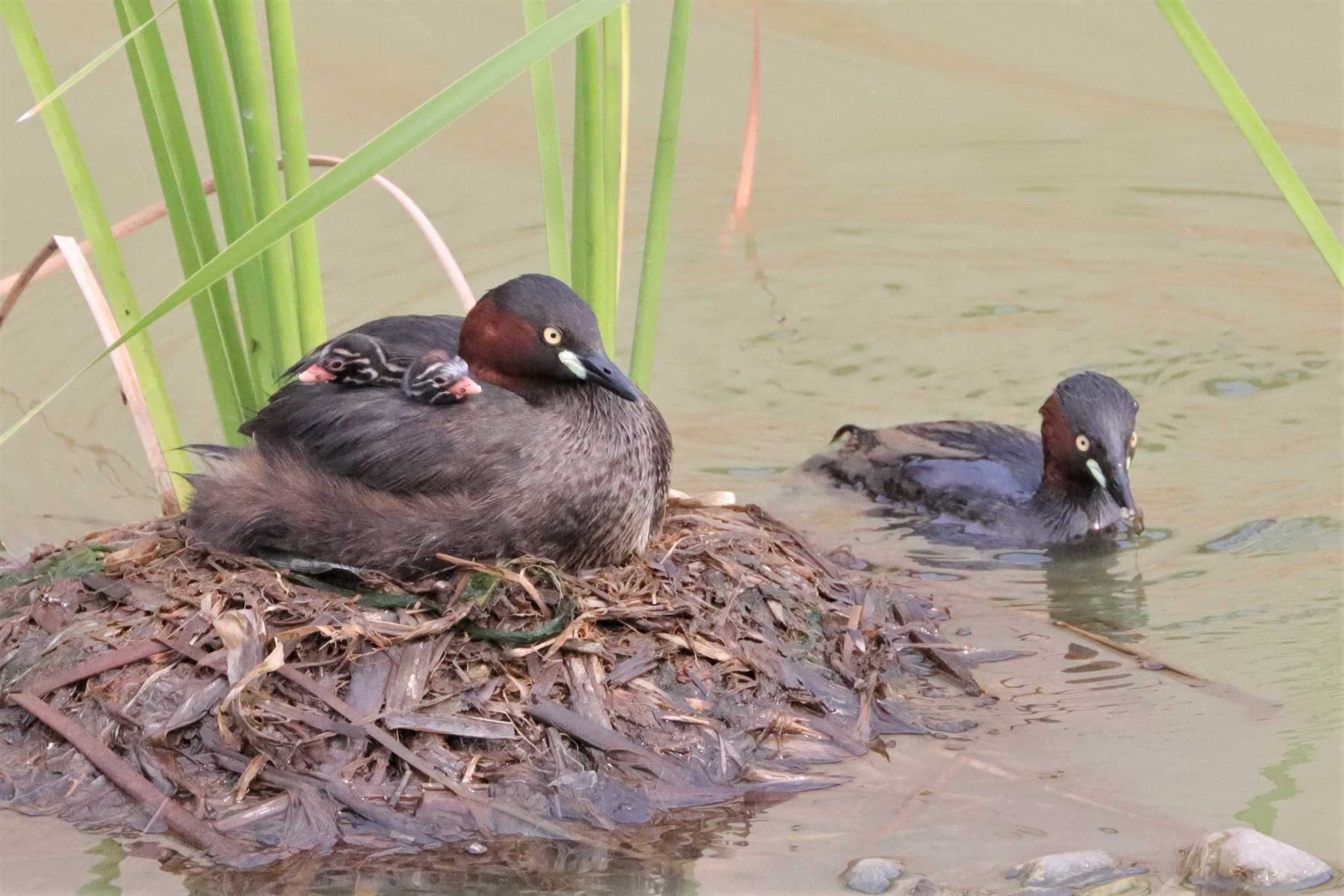 Little Grebe