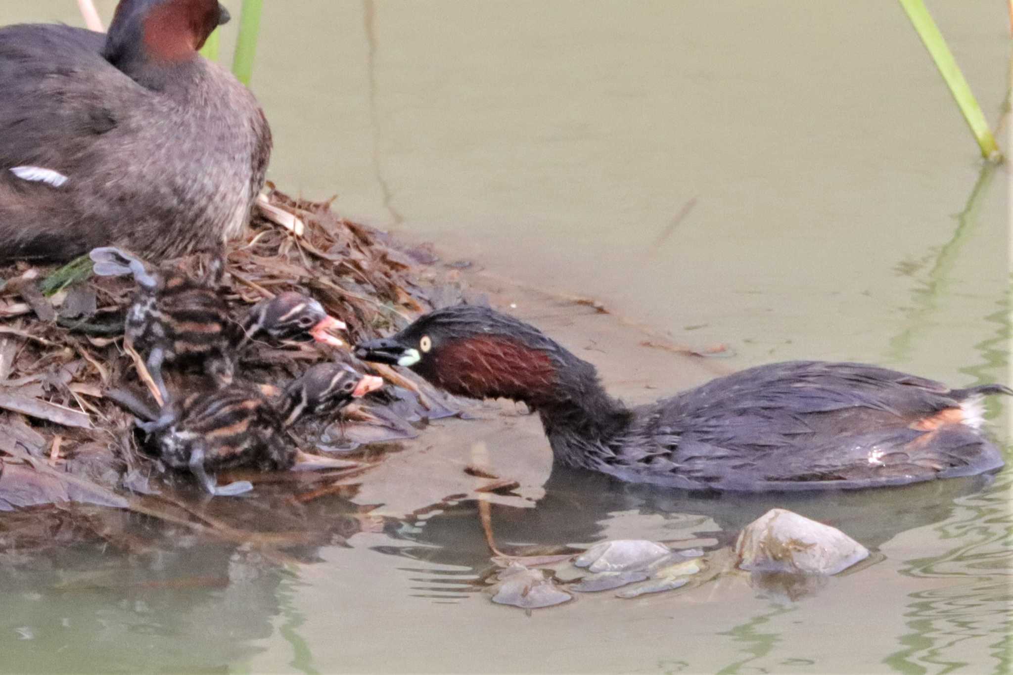 Little Grebe