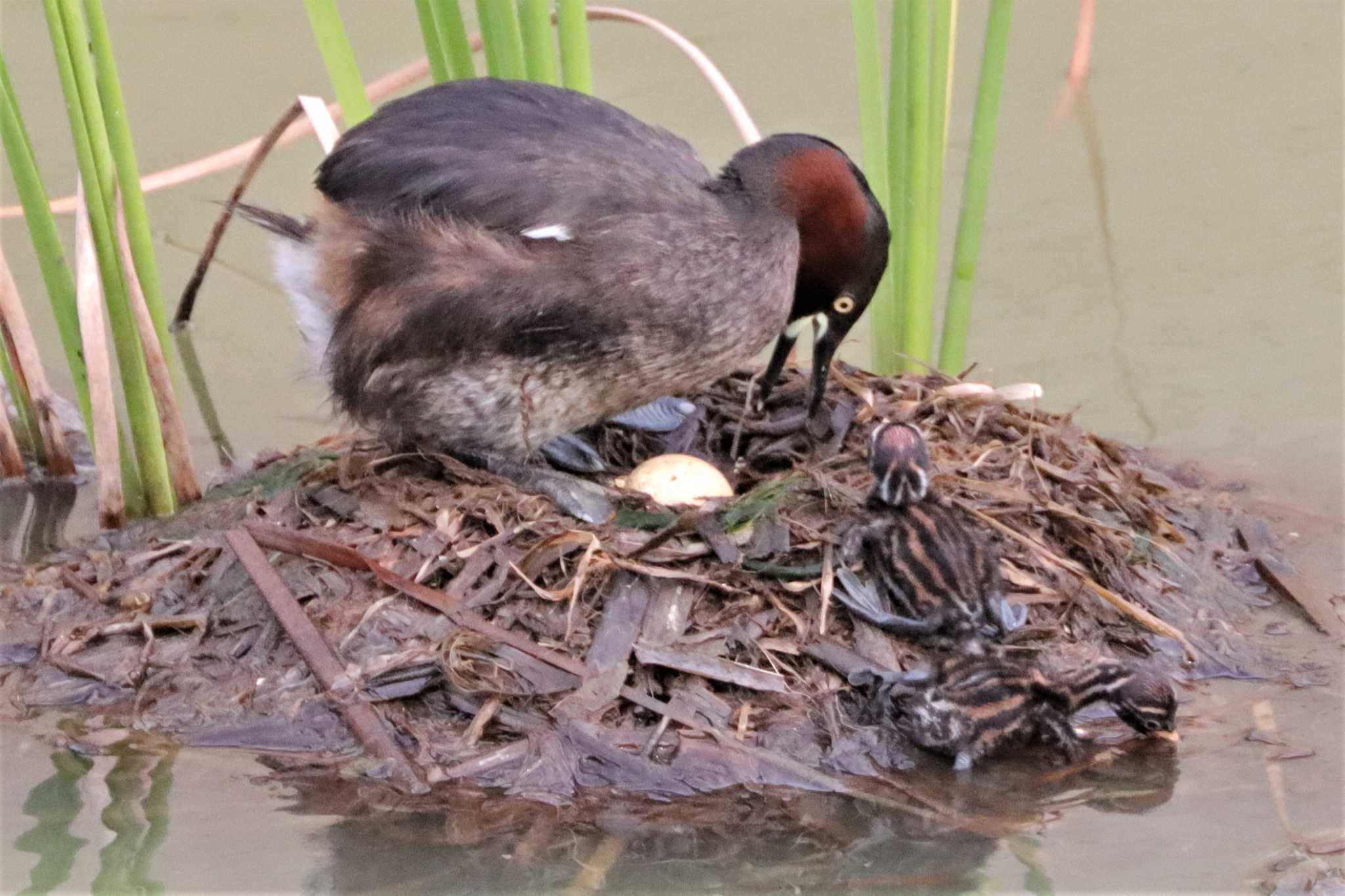 カイツブリ