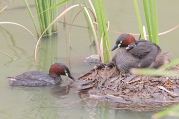 Sun, 7/3/2022 Birding report at 金井遊水地(金井遊水池)