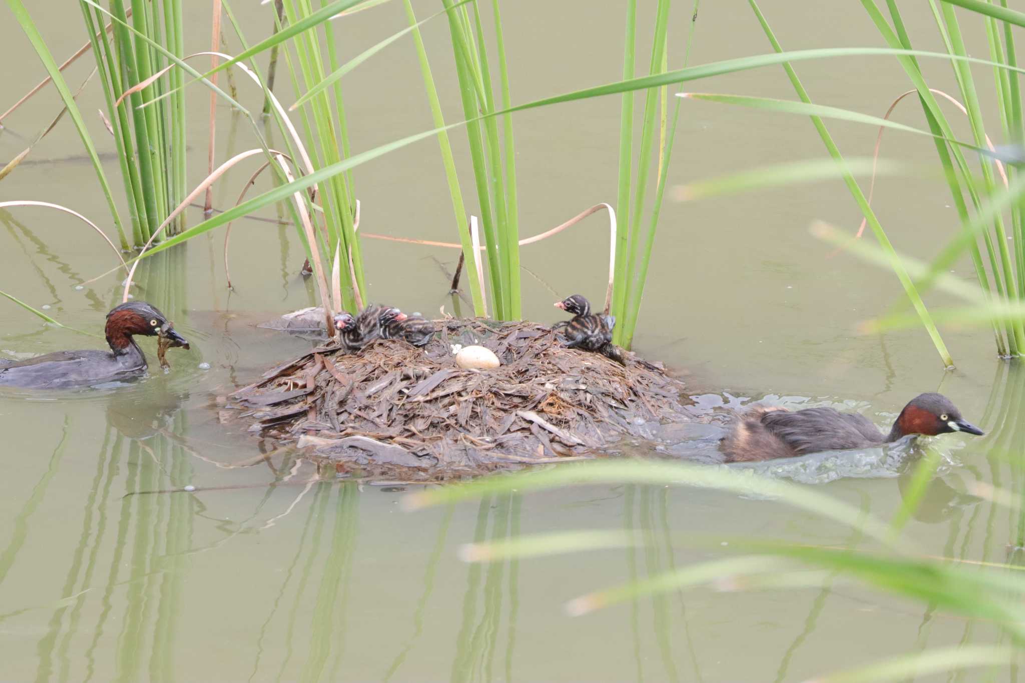 Photo of Little Grebe at 金井遊水地(金井遊水池) by ぼぼぼ