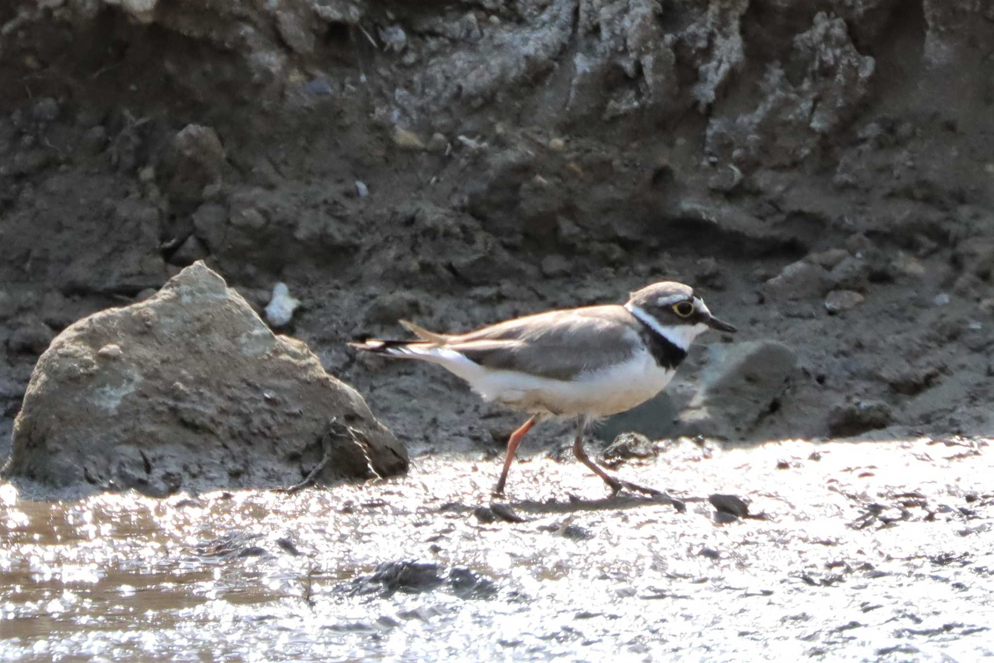 Little Ringed Plover