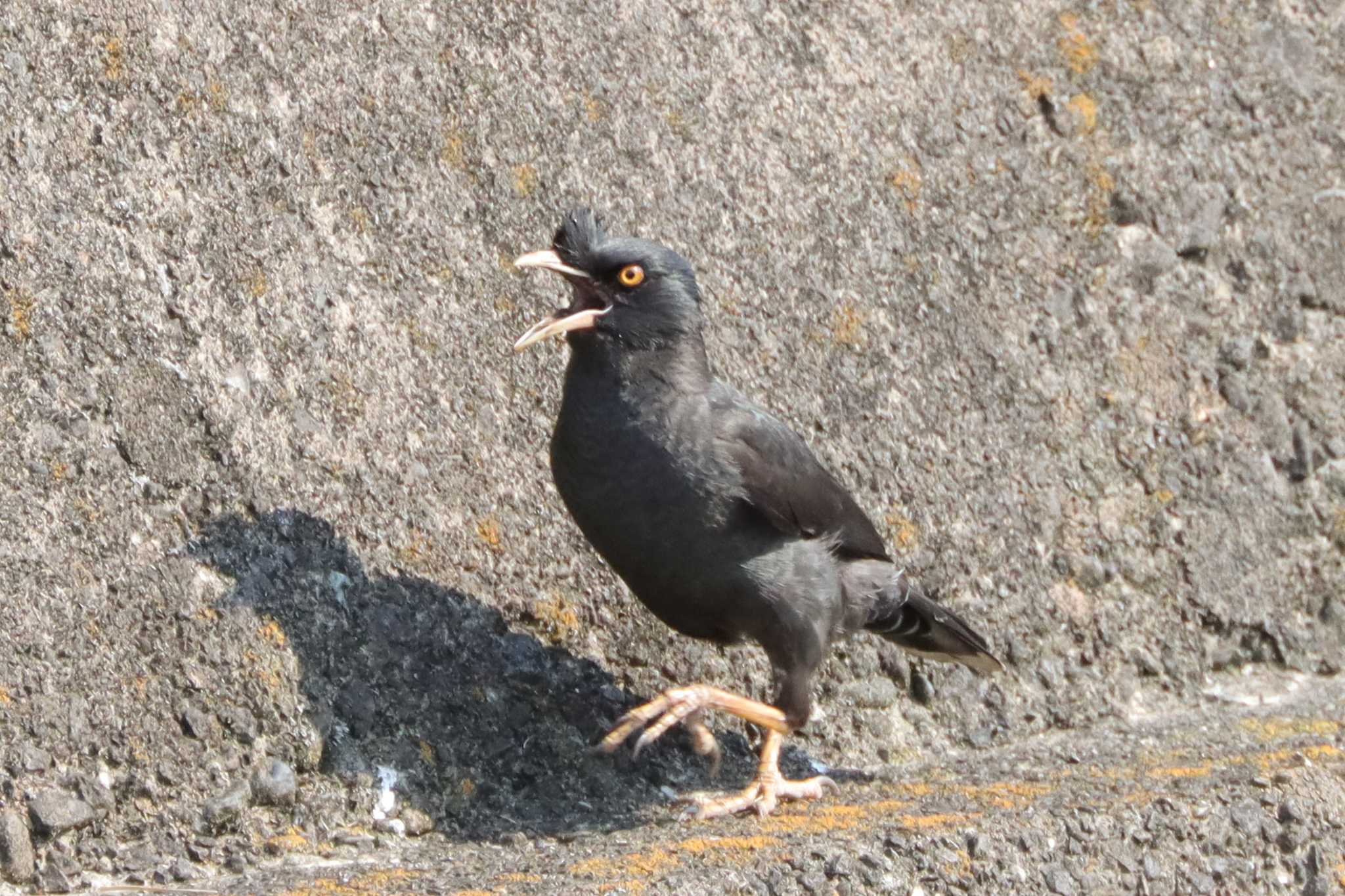 Crested Myna