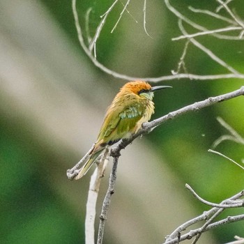 Asian Green Bee-eater Bang Phra Non-Hunting area Sat, 7/2/2022