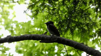 Black Paradise Flycatcher 箕面山 Sun, 7/3/2022