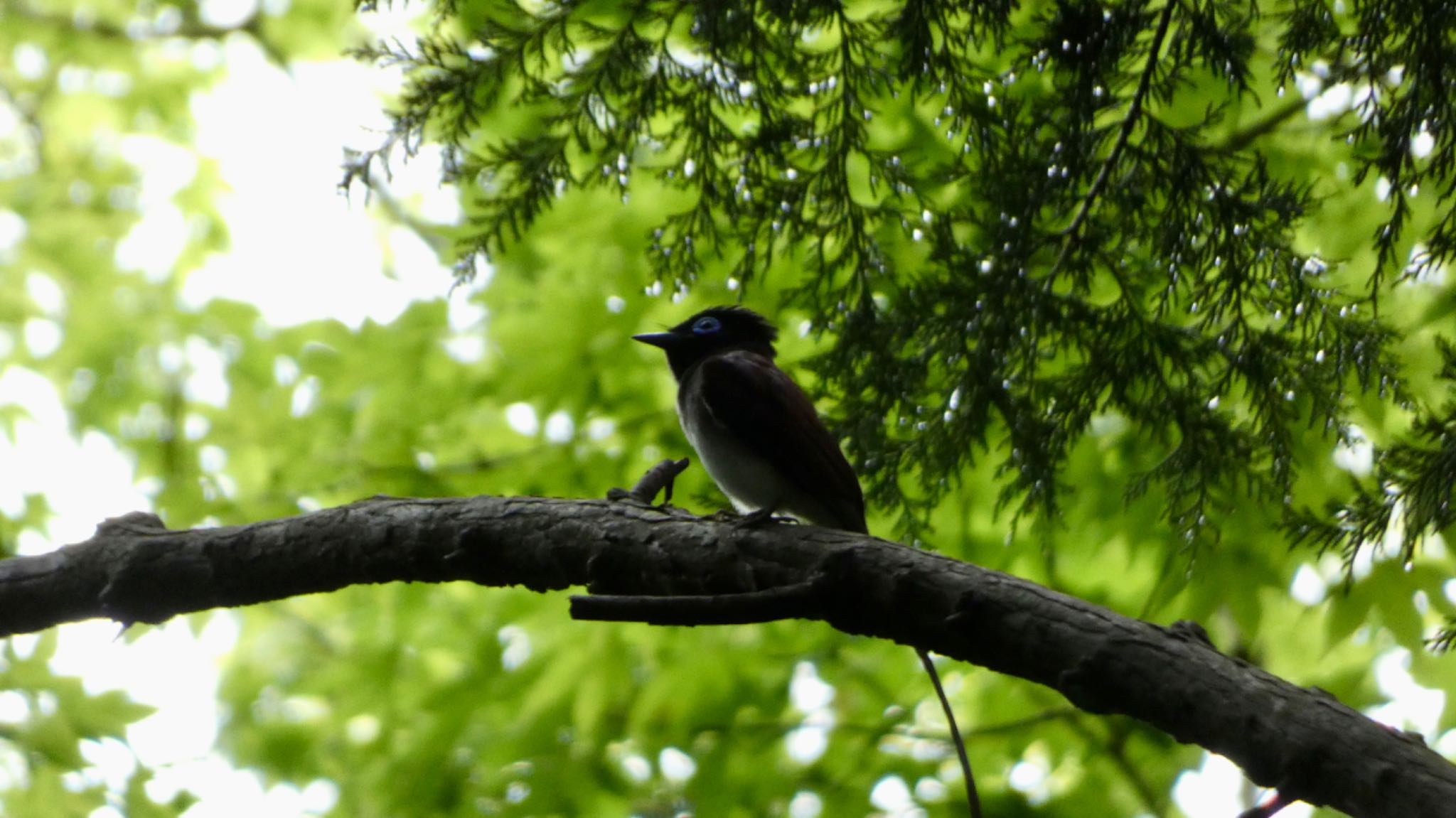 Photo of Black Paradise Flycatcher at 箕面山 by 洗濯バサミ