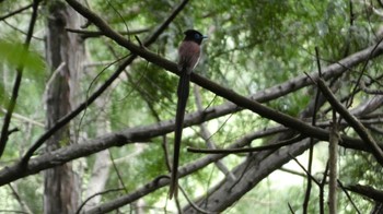 サンコウチョウ 箕面山 2022年7月3日(日)