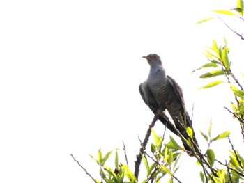 Sun, 7/3/2022 Birding report at 関宿城