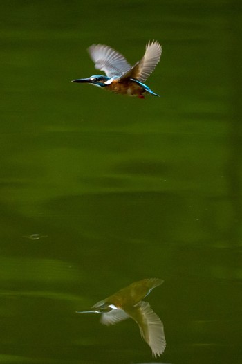 Common Kingfisher 多摩市 Sun, 7/3/2022