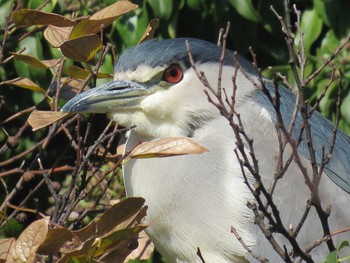 Black-crowned Night Heron Unknown Spots Tue, 1/2/2018