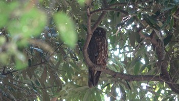 Sat, 7/2/2022 Birding report at 猪名部神社(三重県員弁郡)