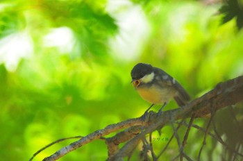 Coal Tit 奈良県上北山村 Wed, 6/29/2022