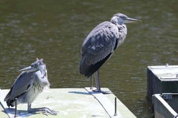 アオサギ 夙川河川敷緑地(夙川公園) 2022年5月4日(水)