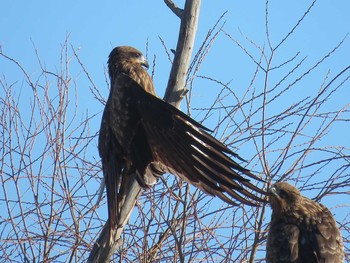 Black Kite Unknown Spots Tue, 1/2/2018