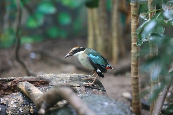 ヤイロチョウ 高知付近 案内されて 2015年5月1日(金)