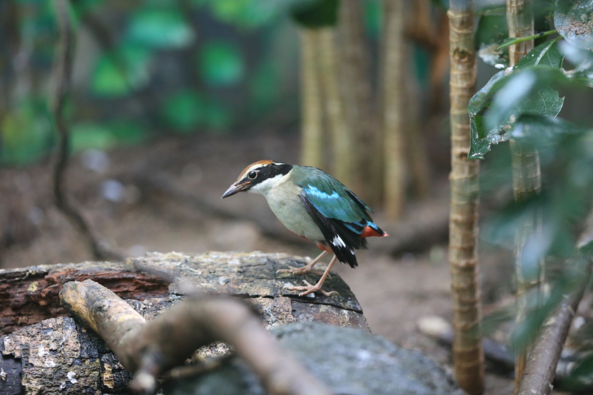 Photo of Fairy Pitta at 高知付近 案内されて by アカウント5227