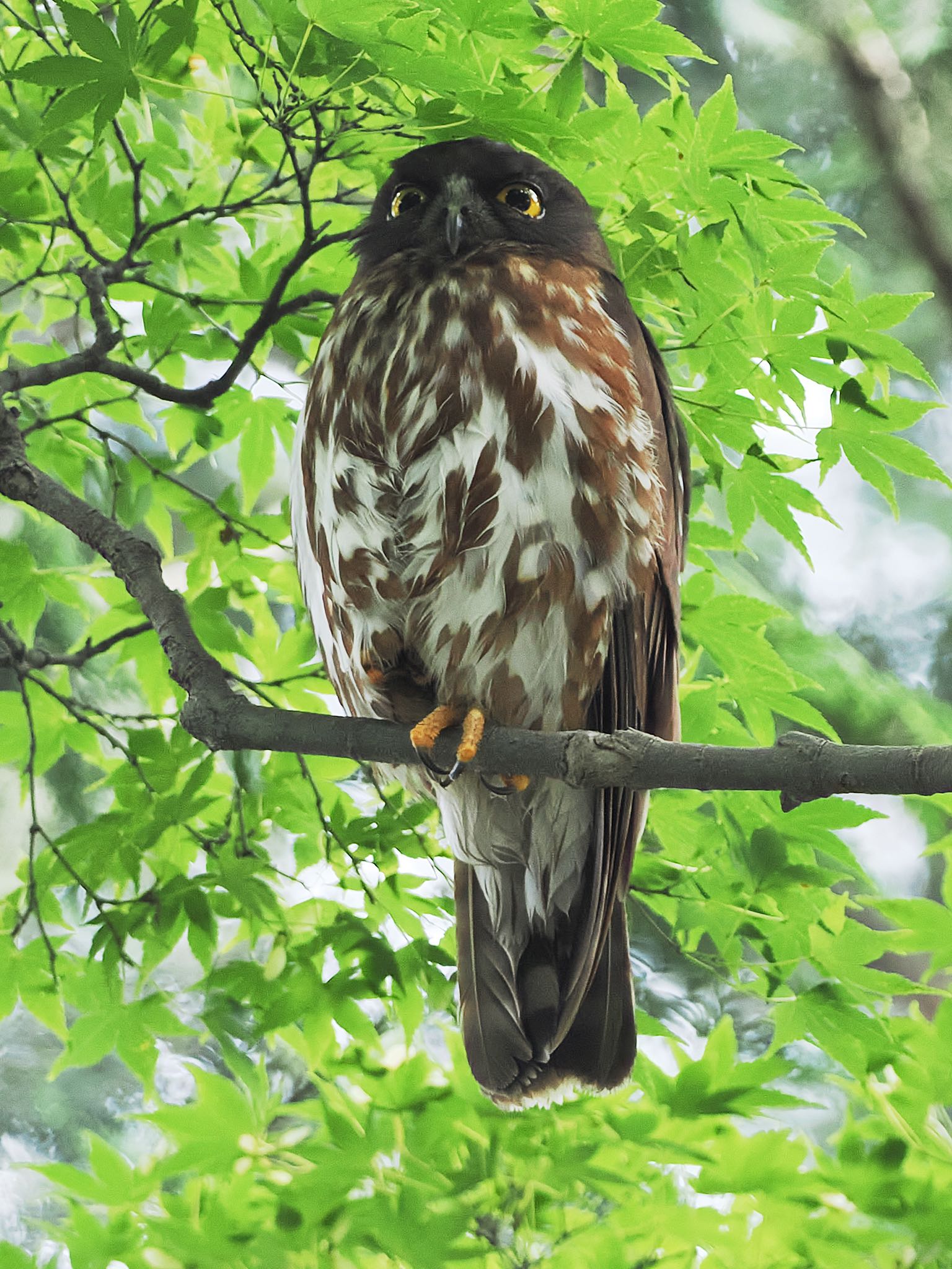 御霊神社(八王子) アオバズクの写真 by アポちん