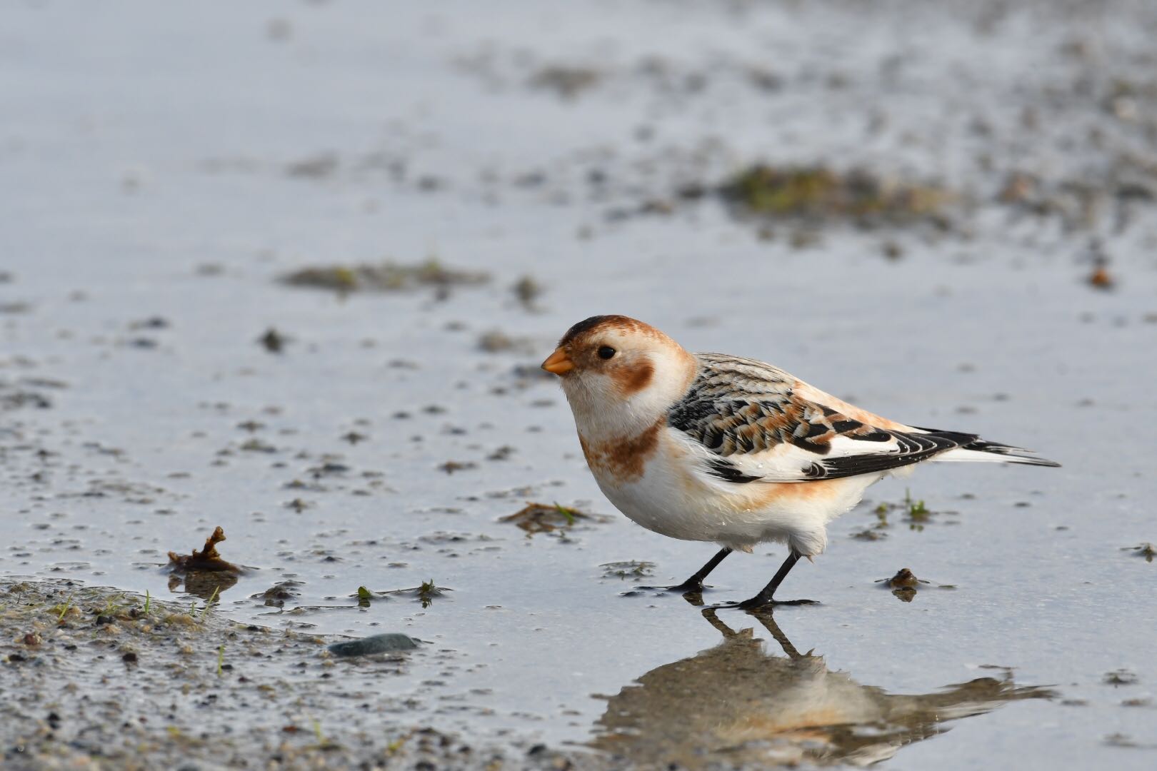 Photo of Snow Bunting at  by 倶利伽羅