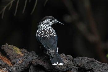 Spotted Nutcracker Okuniwaso(Mt. Fuji) Fri, 7/1/2022