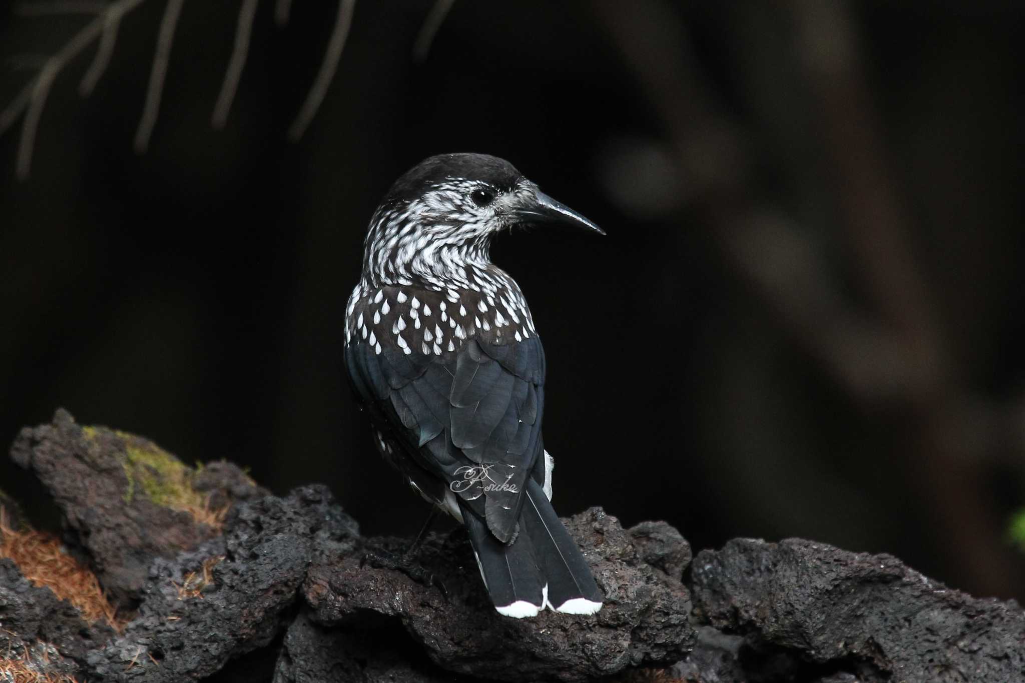 Photo of Spotted Nutcracker at Okuniwaso(Mt. Fuji) by ピースケ