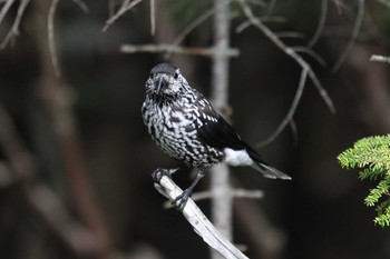 Spotted Nutcracker Okuniwaso(Mt. Fuji) Fri, 7/1/2022