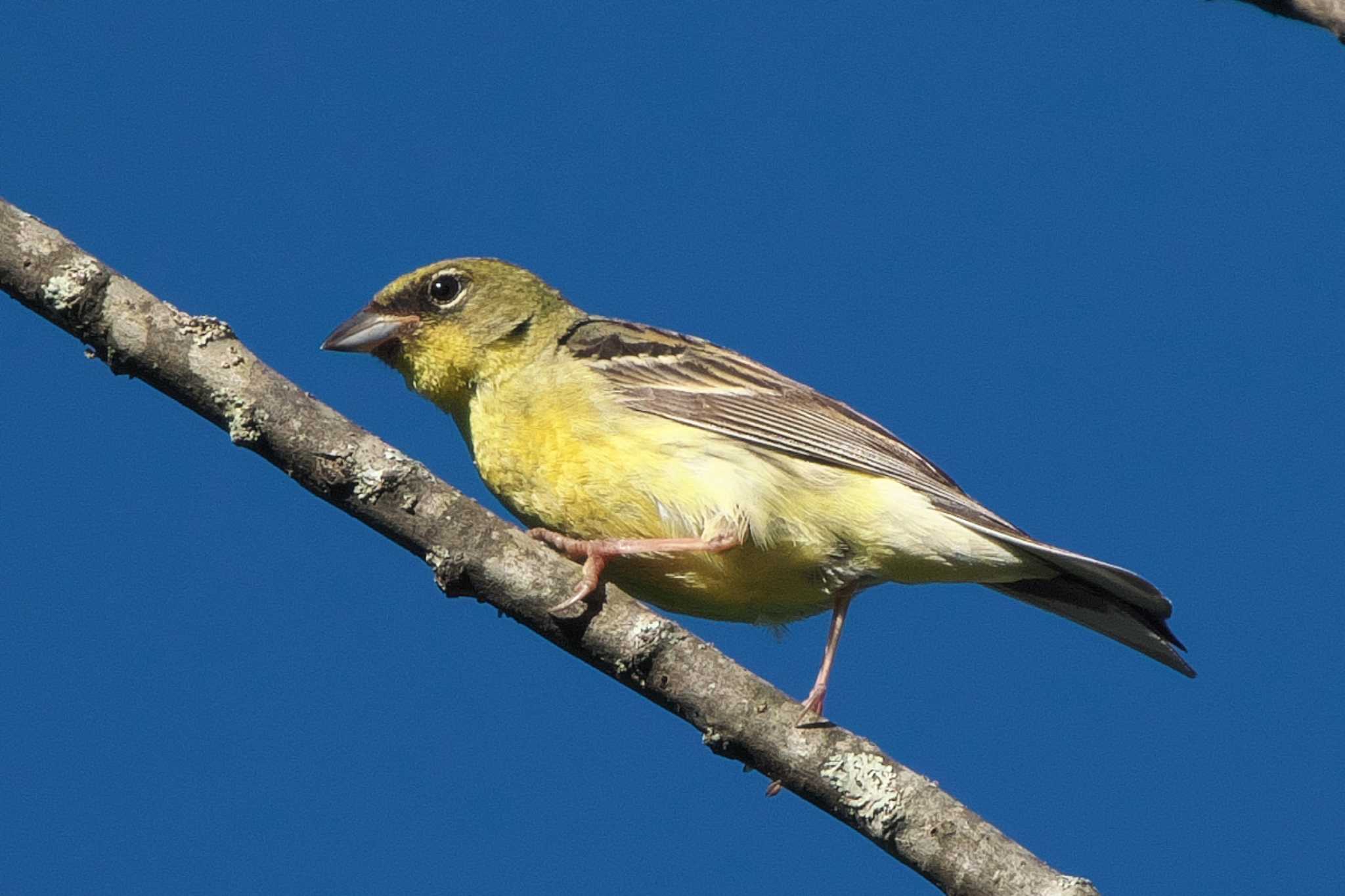 Photo of Yellow Bunting at 裏磐梯 by Y. Watanabe