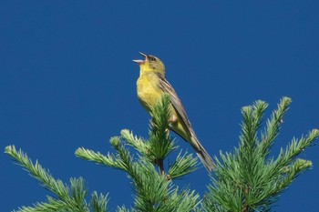 2022年7月1日(金) 裏磐梯の野鳥観察記録