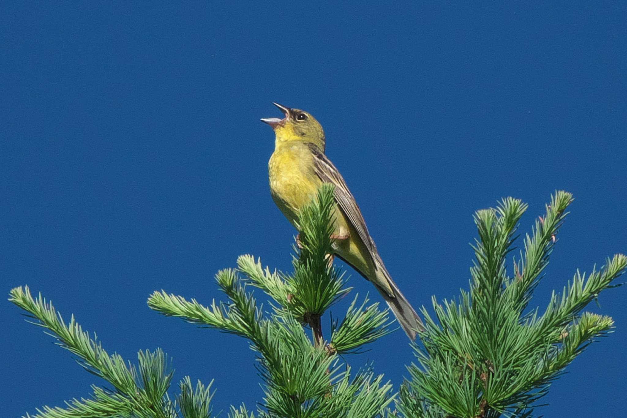 Photo of Yellow Bunting at 裏磐梯 by Y. Watanabe