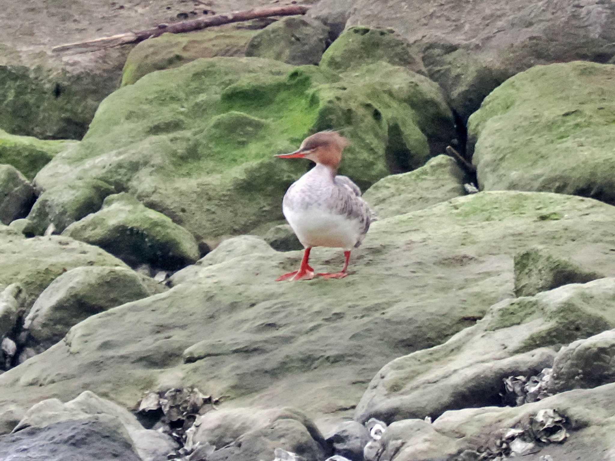 葛西臨海公園 ウミアイサの写真