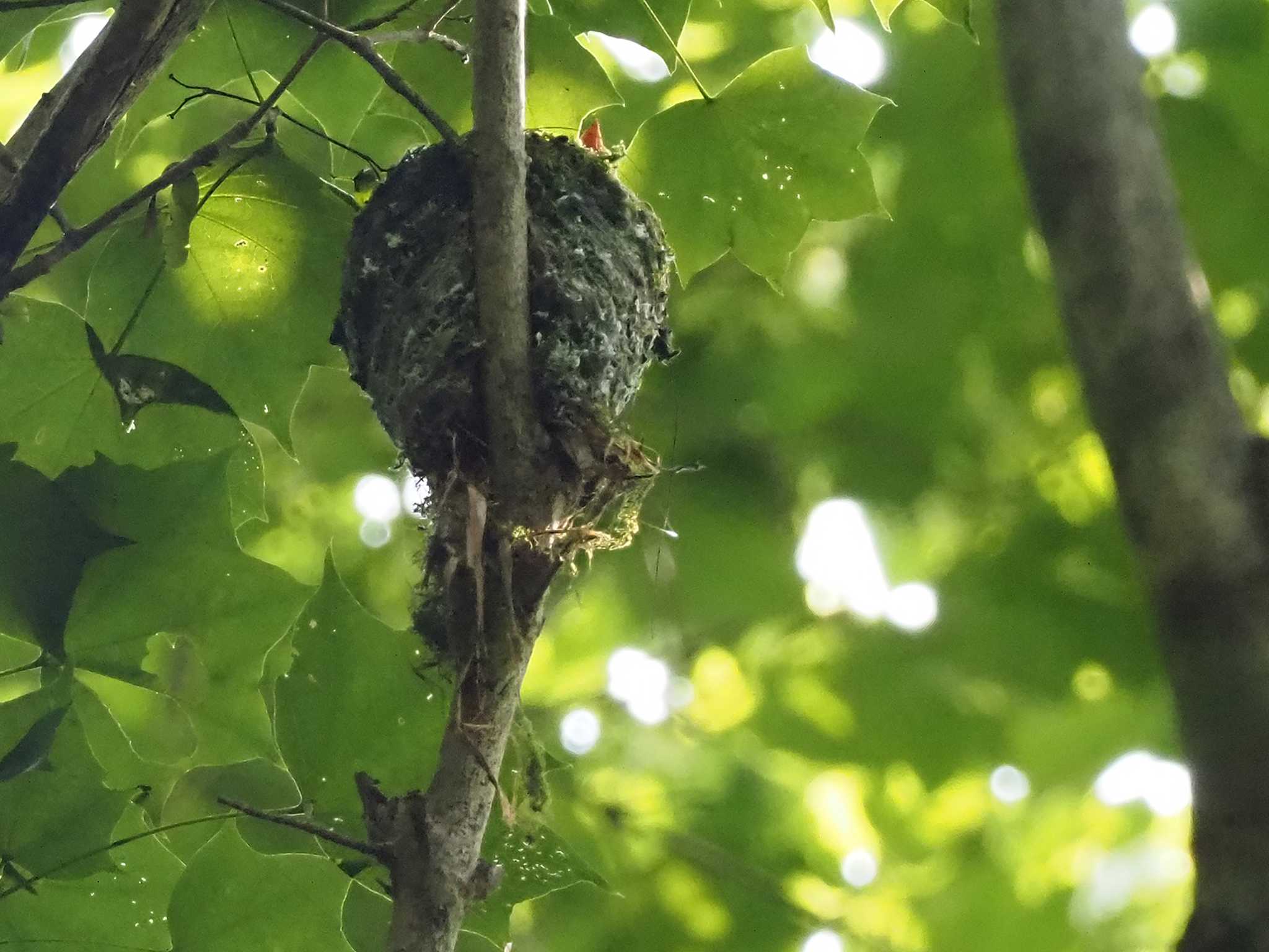 ヒナが見えてきた！