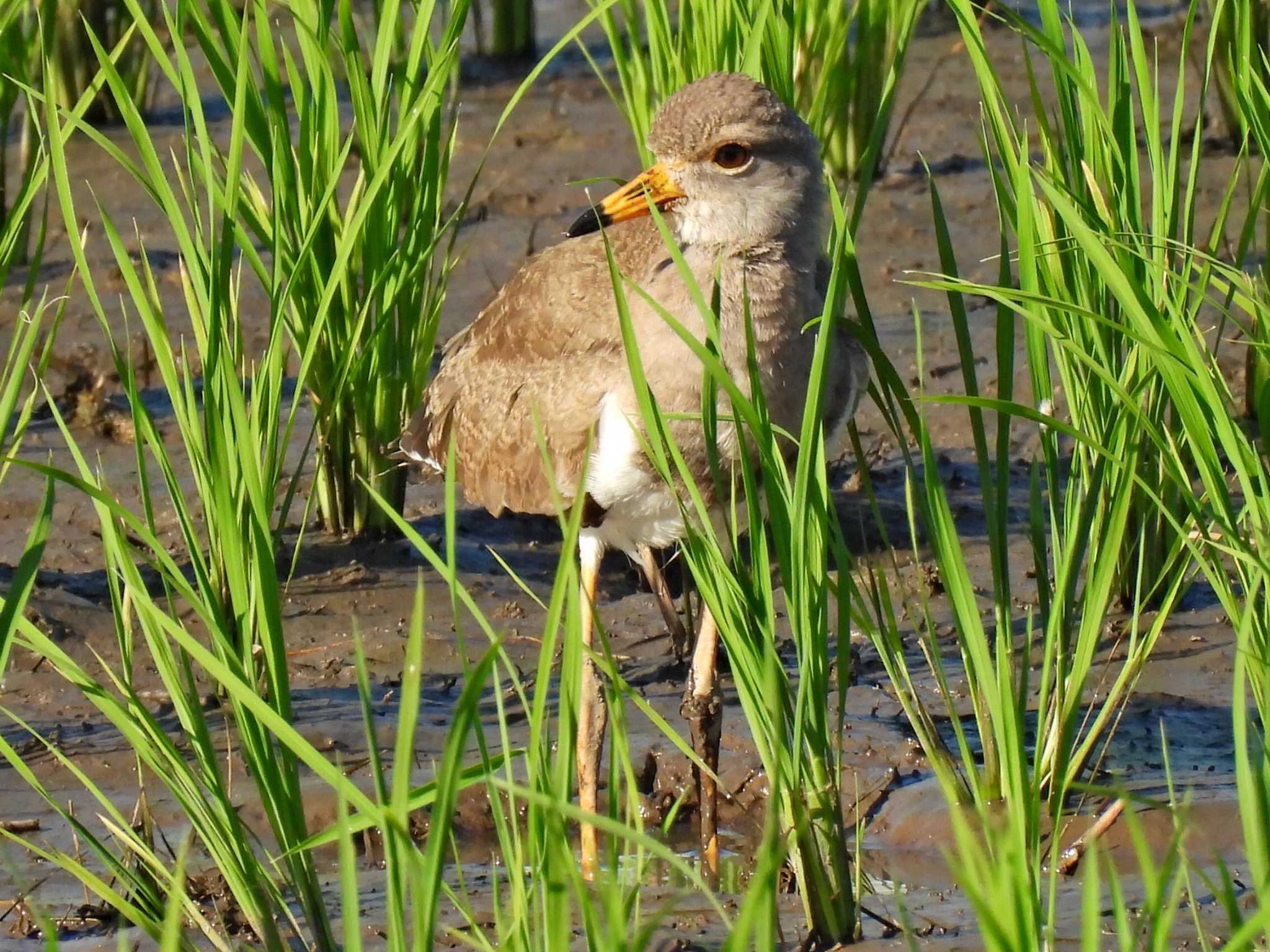 幼鳥