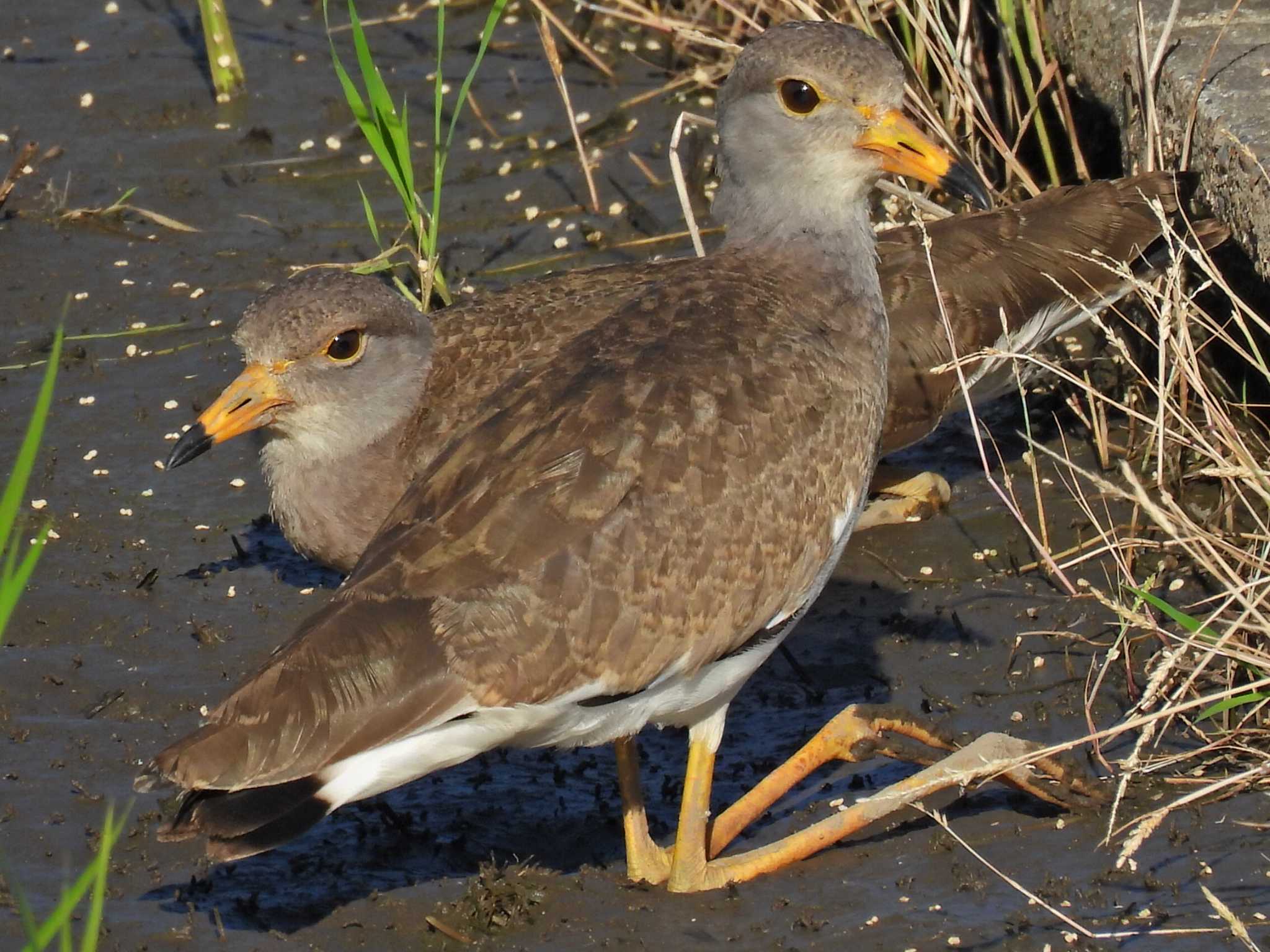 幼鳥's